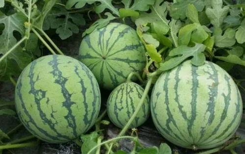 国产草吃瓜黑料在线,黑料背后的真相与反思